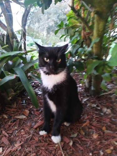 Lost Male Cat last seen Palm Bluff Drive, Apopka, FL 32712