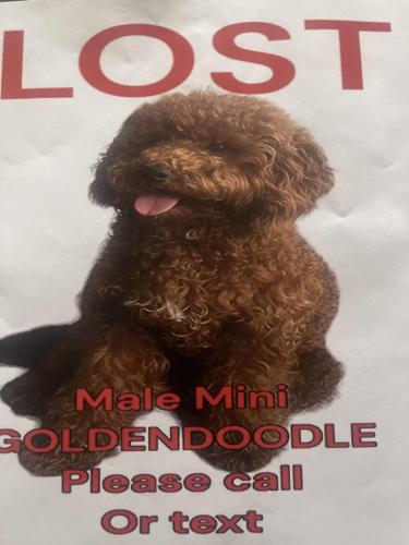 Lost Male Dog last seen Cypress rose hill, Cypress, TX 77429