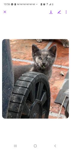 Lost Unknown Cat last seen Se 1st terrece and se 2nd street dania beach fl, Miami, FL 33131