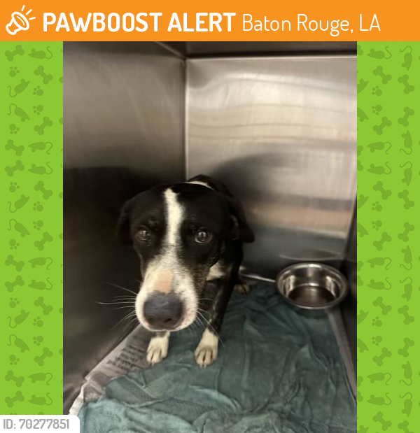 Shelter Stray Male Dog last seen Near ANDERSON, 70791, LA, Baton Rouge, LA 70820
