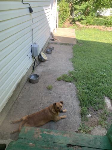 Lost Male Dog last seen Cloverdale, Chattanooga, TN 37343