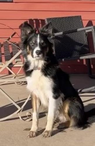 Lost Male Dog last seen 430th street and Cherry, Hawarden, IA 51023