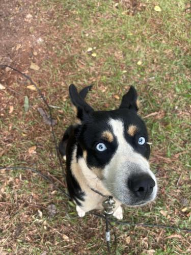 Lost Female Dog last seen Neighborhood, Lawrenceville, GA 30046
