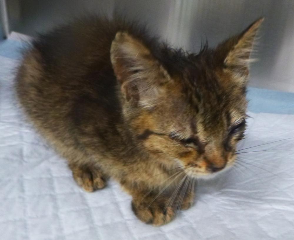 Shelter Stray Female Cat last seen Apt 99,1312 Roper Drive, SCOTT, LA, 70583, Lafayette, LA 70507