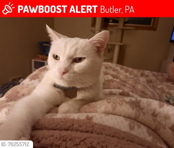 Lost Female Cat last seen Old plank rd and vogel rd. Butler,pa, Butler, PA 16002