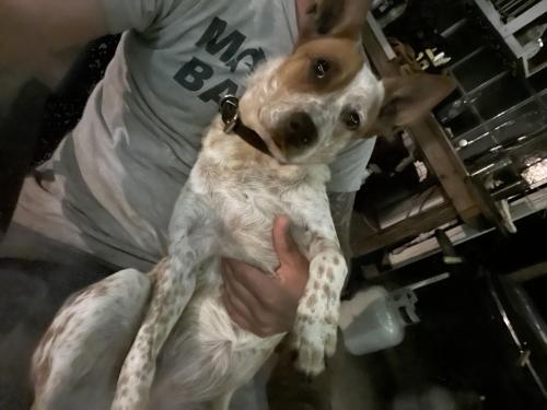 Lost Female Dog last seen Highway 41, Dunnellon, FL 34431
