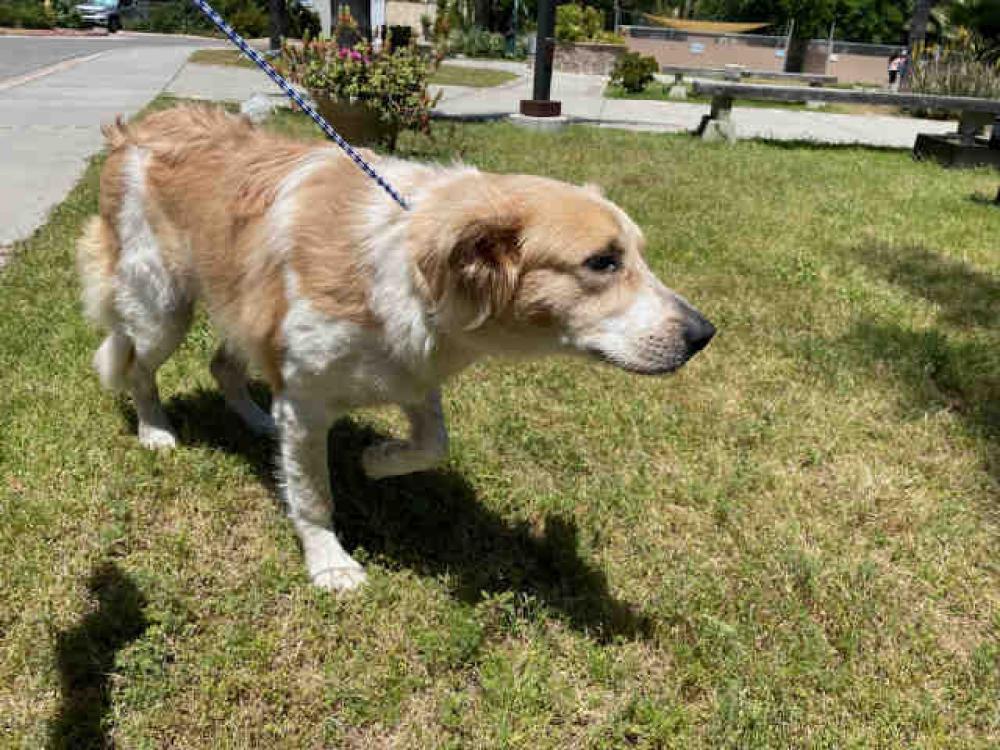 Shelter Stray Female Dog last seen FOUND ON LILAC RD, Carlsbad, CA 92011