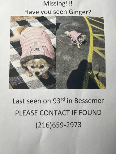 Lost Female Dog last seen Bessemer , Cleveland, OH 44104