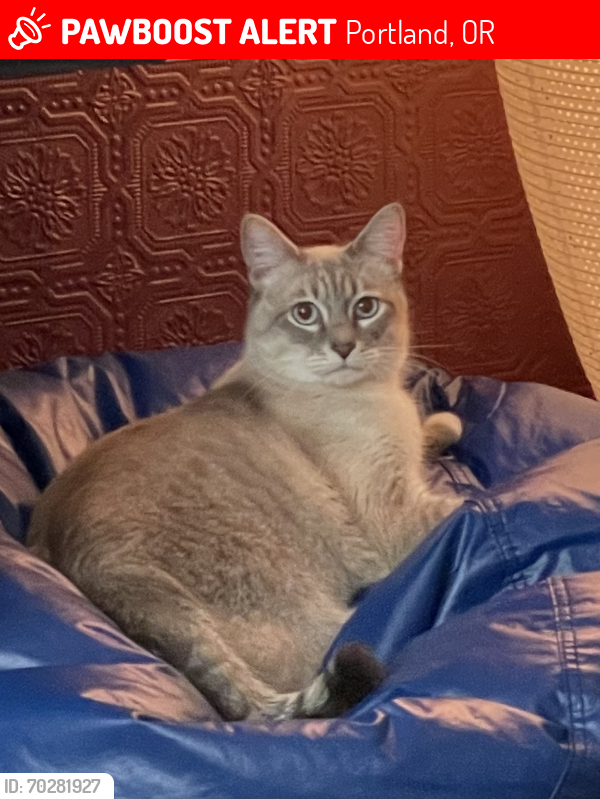 Lost Female Cat last seen Texas st and Nevada st- 1 block away from Hoot Owl Market , Portland, OR 97219
