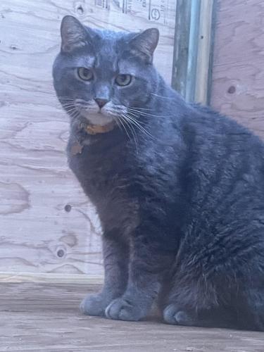 Lost Male Cat last seen Near Lyn Park Ave N Minneapolis MN 55411, Minneapolis, MN 55411