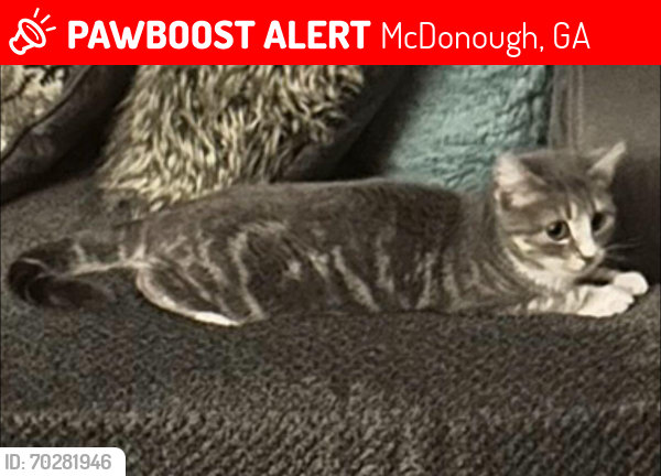 Lost Female Cat last seen Yellow pine drive, McDonough, GA 30252