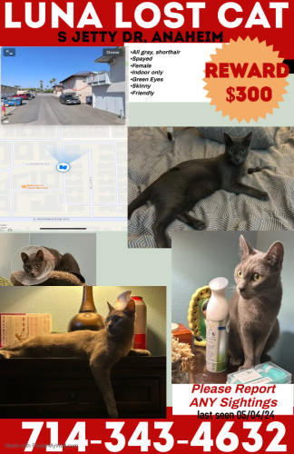 Lost Female Cat last seen Alley way, Anaheim, CA 92802