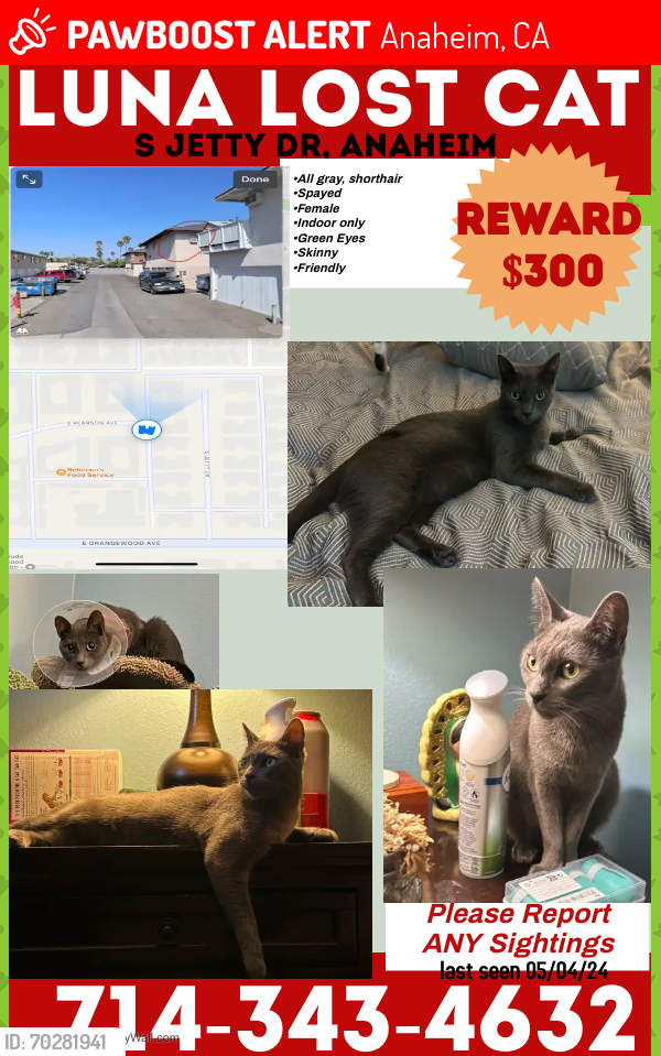 Lost Female Cat last seen Alley way, Anaheim, CA 92802