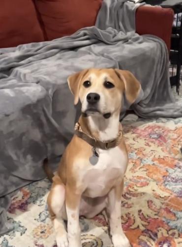 Lost Female Dog last seen Old federal road in south cleaveland tn, South Cleveland, TN 37323