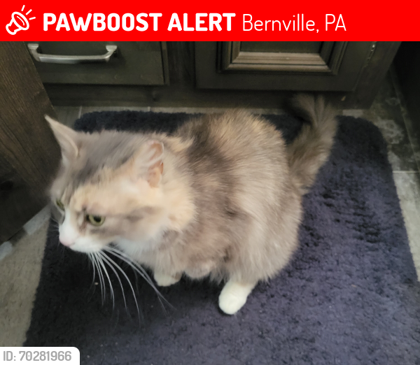 Lost Female Cat last seen Hillcrest RV & Mobile  Park 6093 Old Rt. 22, lesville, Bernville, PA 19506