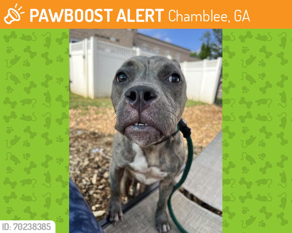 Shelter Stray Female Dog last seen Near 4th Ave SE, Atlanta, GA 30317, 30317, GA, Chamblee, GA 30341
