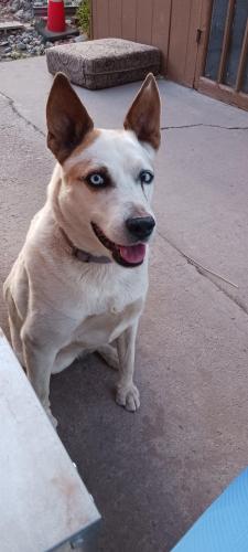 Lost Male Dog last seen 11th street and LA Luz nw Albuquerque , Albuquerque, NM 87104