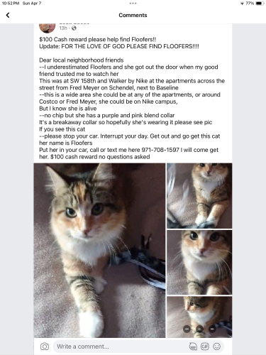 Lost Female Cat last seen SW 158th and Walker/Baseline , Beaverton, OR 97006
