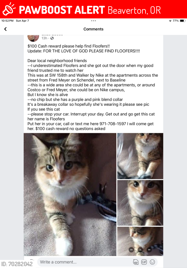 Lost Female Cat last seen SW 158th and Walker/Baseline , Beaverton, OR 97006