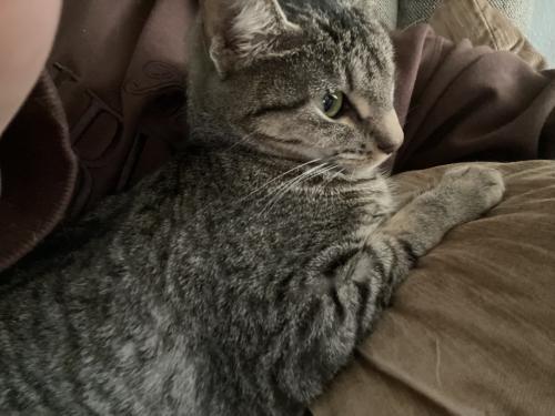 Lost Female Cat last seen St Charles rd , Villa Park, IL 60181