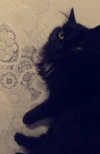 Lost Female Cat last seen Near south, 3500 west, Magna, UT 84044