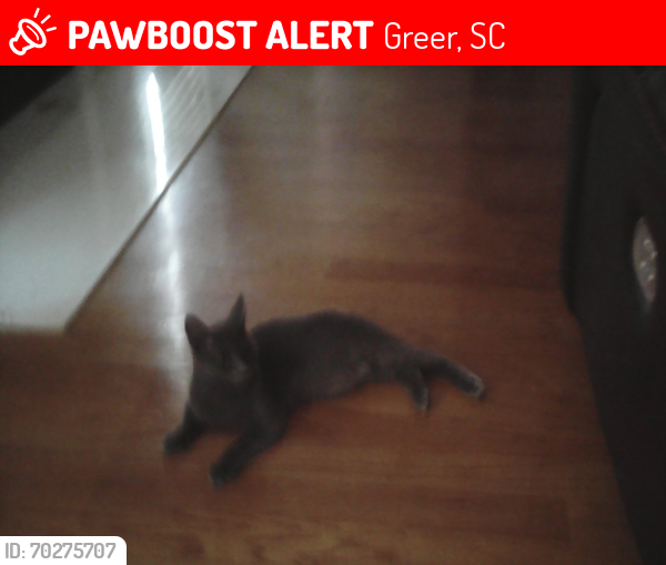 Lost Female Cat last seen Near Riverside Chase Circle,  Greer  SC  29650, Greer, SC 29650