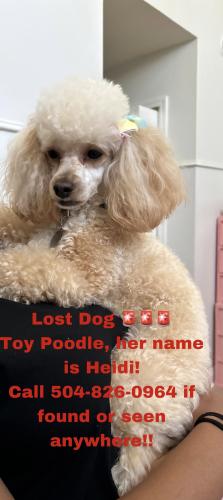 Lost Female Dog last seen Delille st, Chalmette, LA 70043