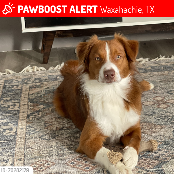 Lost Male Dog last seen Patrick road , Waxahachie, TX 75167
