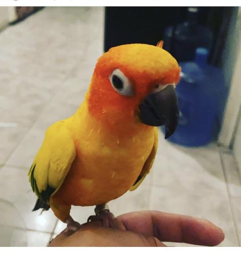 Lost Female Bird last seen Simmions Ave , East Los Angeles, CA 90022