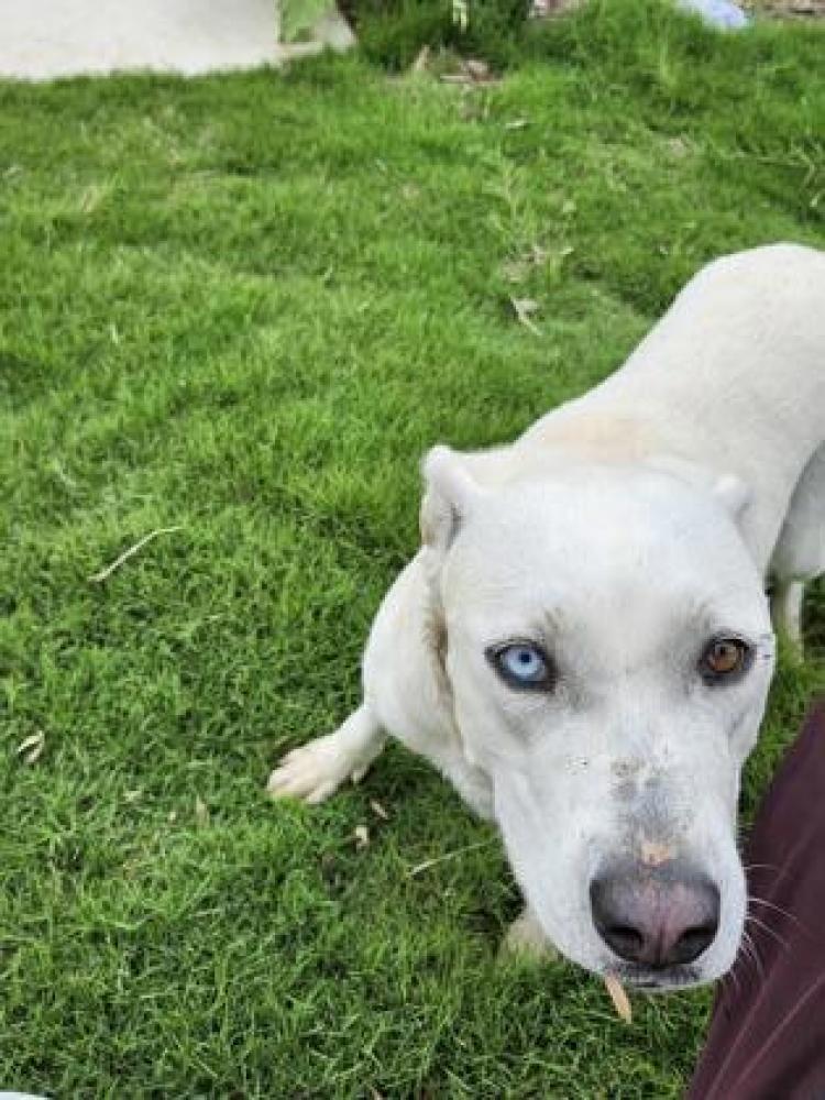 Shelter Stray Female Dog last seen San Antonio, TX 78224, San Antonio, TX 78229