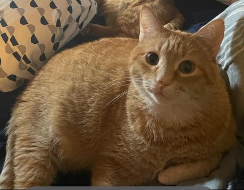 Lost Male Cat last seen 69th and Anoka Street, Fridley, MN 55432