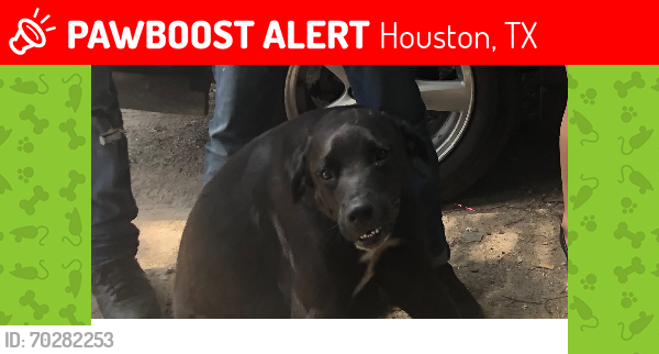 Lost Male Dog last seen Fades by grace , Houston, TX 77093
