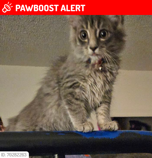 Lost Male Cat last seen Canon ranch apmts , Colorado Springs, CO 80917