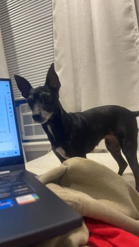 Lost Female Dog last seen cannonade drive and citation drive intersection wynbrooke neighborhood , Indianapolis, IN 46234