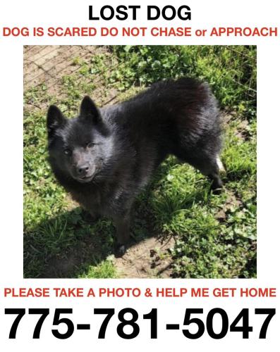 Lost Male Dog last seen Sharon Drive and Grant Drive, Smith Valley, NV 89444