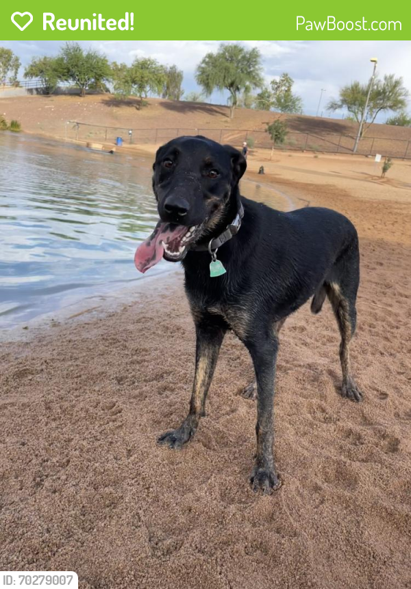 Reunited Female Dog last seen Ajo way and 6th ave , Tucson, AZ 85714