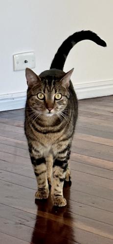 Lost Male Cat last seen Armstrong Way, Highland Park, Highland Park, QLD 4211