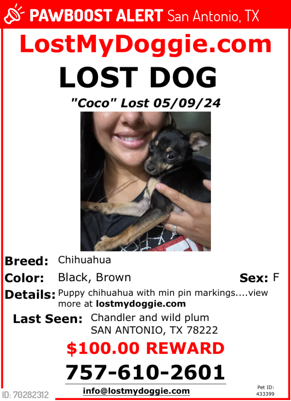 Lost Female Dog last seen Chandler Rd 78222, San Antonio, TX 78222