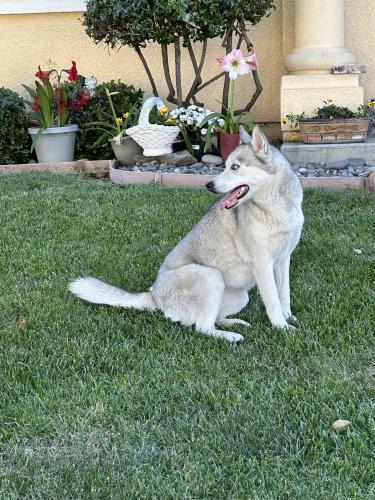 Lost Female Dog last seen Wild lilac ln Stockton ca , Stockton, CA 95212