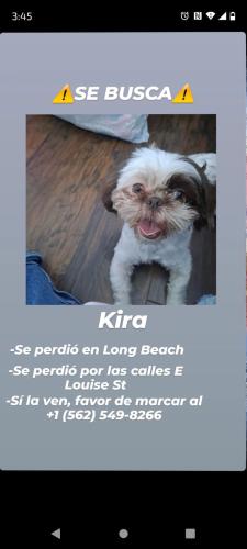 Lost Female Dog last seen Atlantic blv, Long Beach, CA 90805