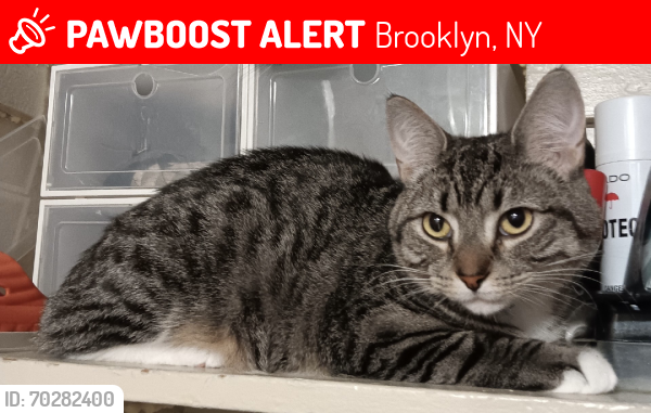 Lost Male Cat last seen East 80 Street and Paerdegat street, Brooklyn, NY 11236