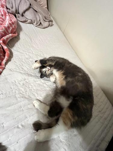 Lost Female Cat last seen Sycamore St, Forest City, NC 28043