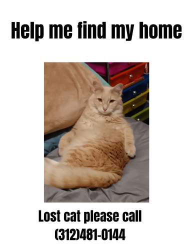 Lost Male Cat last seen Near N Damen Ave, Chicago, IL 60645