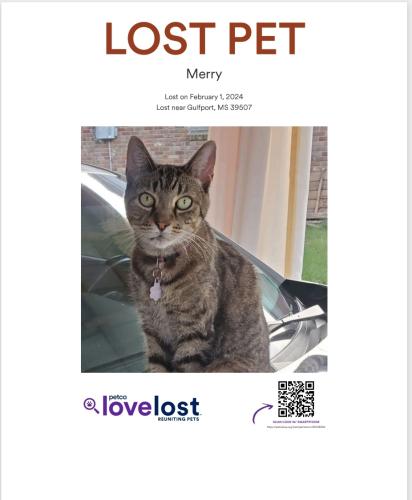 Lost Female Cat last seen Middlecoff Dr., off of Aniston, Gulfport, MS 39507