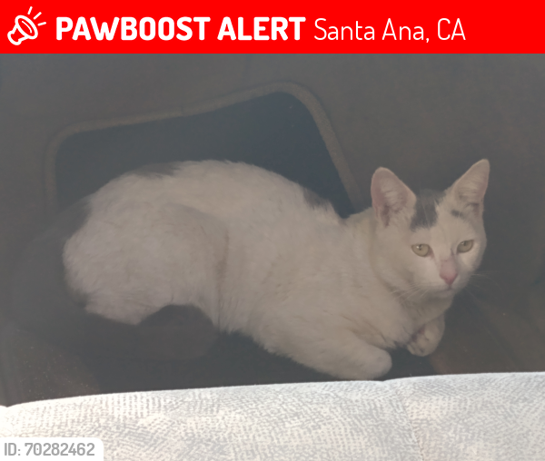 Lost Male Cat last seen Near South Harbor Blvd , Santa Ana, CA 92704