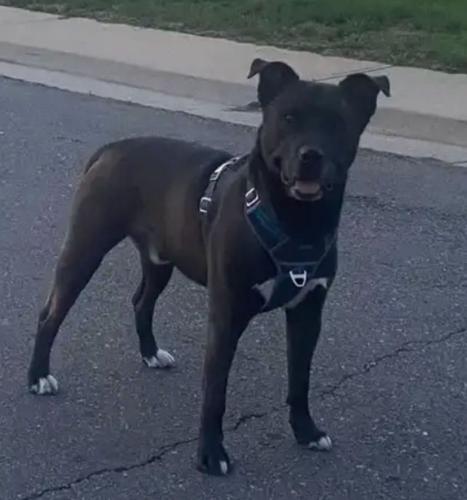 Lost Male Dog last seen 44th and andrews, Denver, CO 80239