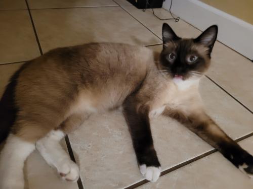 Lost Female Cat last seen Southview Ave and ray ave, Crestview, FL 32536