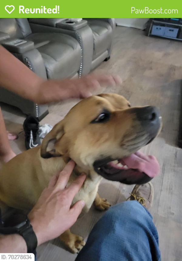 Reunited Male Dog last seen Adamsboro Dr and Little Oak Ln, Santa Clarita, CA 91321