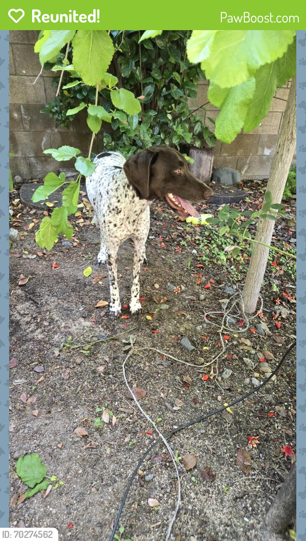 Reunited Female Dog last seen Tustin ranch and warner, Tustin, CA 92780
