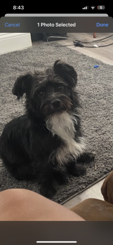 Lost Male Dog last seen Wilson rd independence mo, Independence, MO 64053